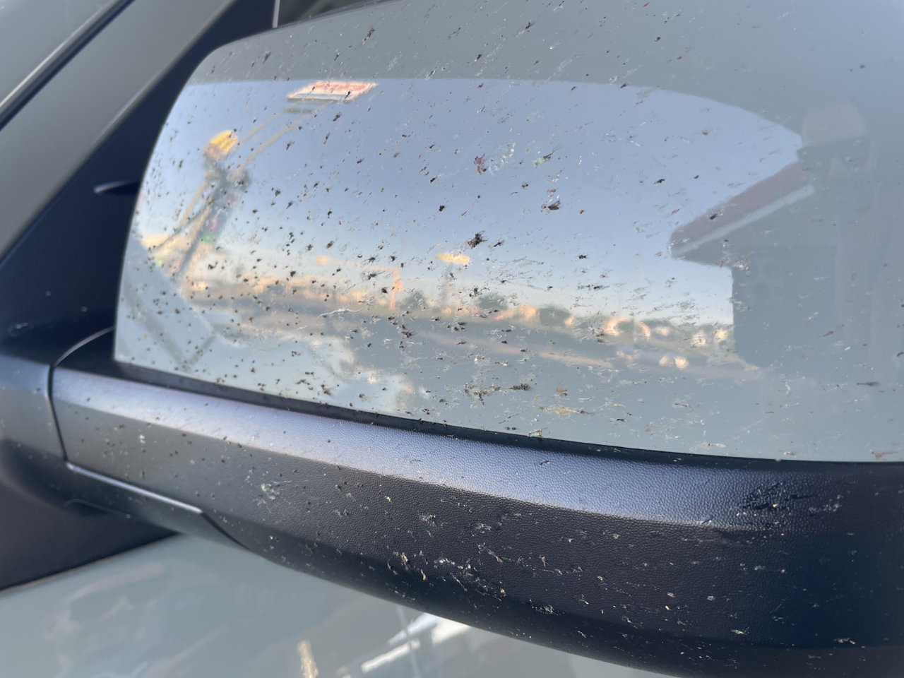 02bugsonmirror.jpg