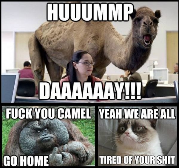 1-best-hump-day-meme.jpg