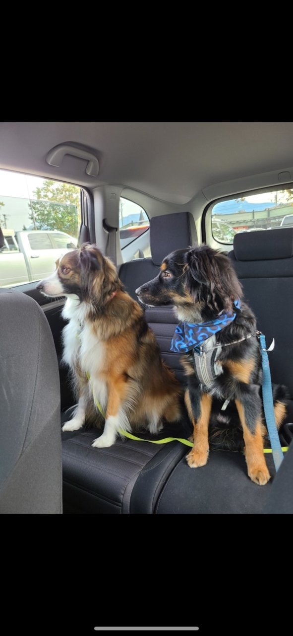 AMOCHIEN Back Seat Extender for Dogs - Backseat Pet Bridge, Dog Hammock  Covers Entire Back Seat, Rear Pet Foam Platform Divider Barrier Water  Resistant, Ideal f…