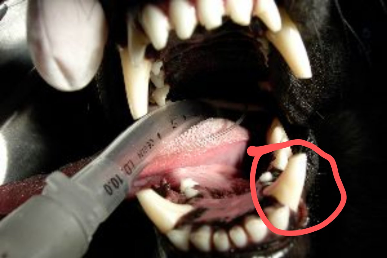 17 worn canine teeth in a young dog.JPG.jpg