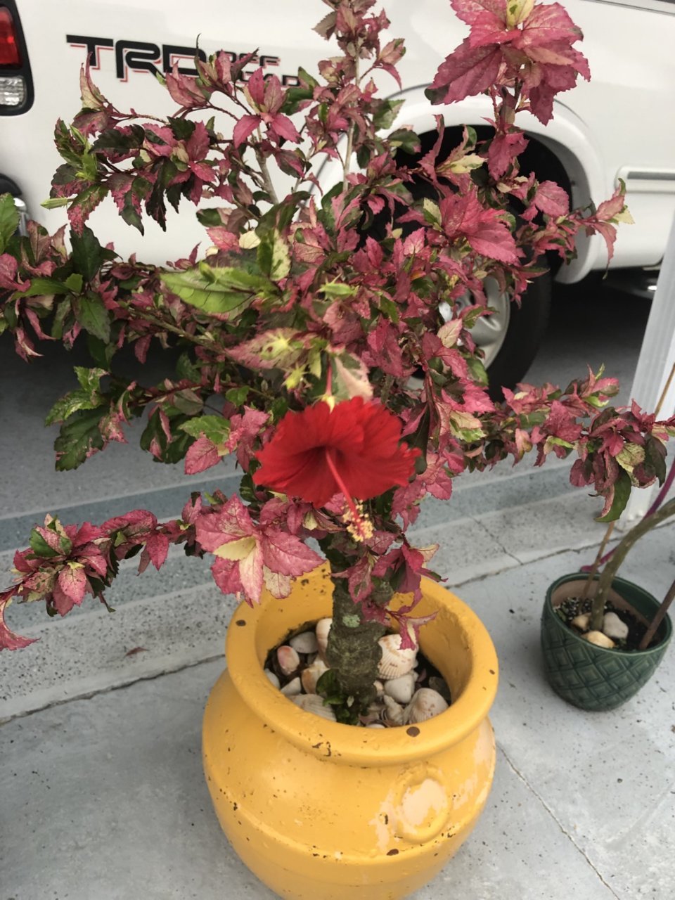 1st flower new house.jpg