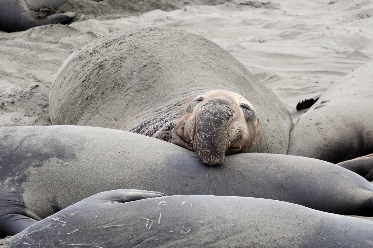 2012_big_sur_025.jpg