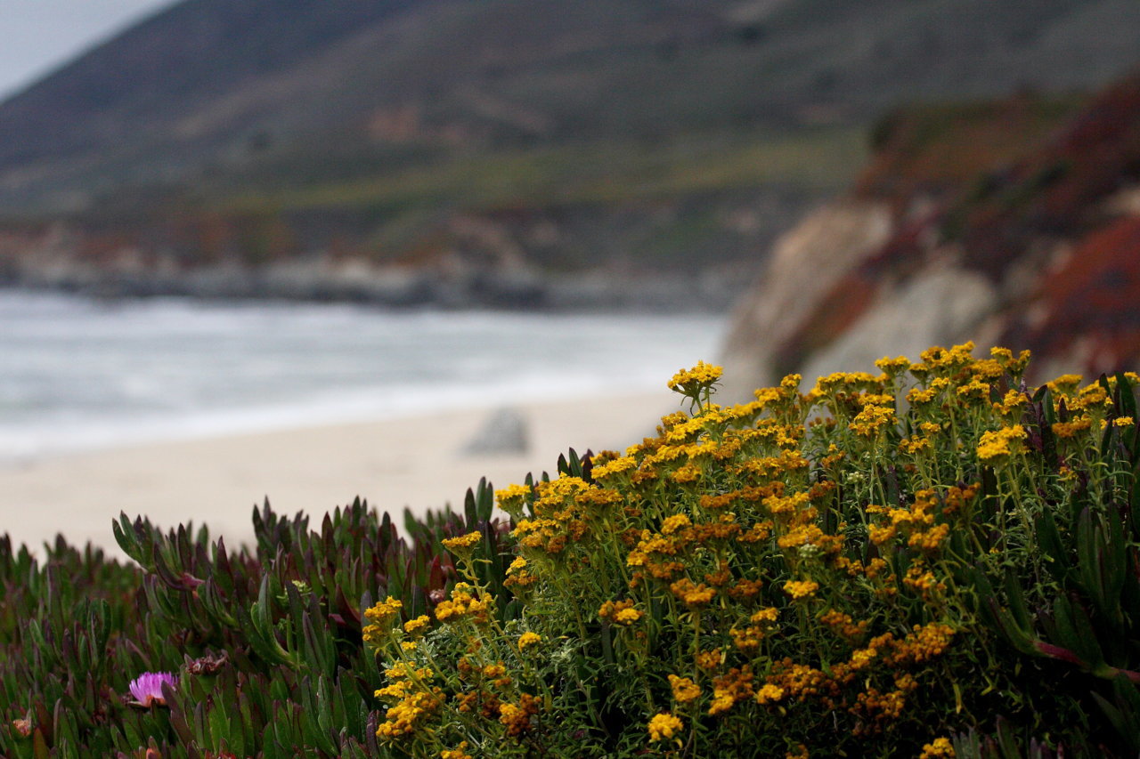 2012_big_sur_038.jpg