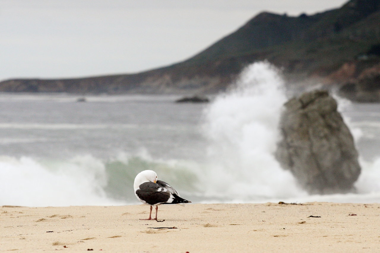 2012_big_sur_040.jpg