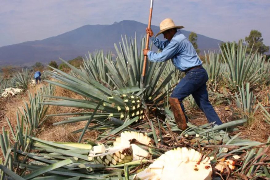 2018-09-13 12_28_50-agave tequilana - Google Search.jpg