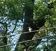 20190524_080923.jpg