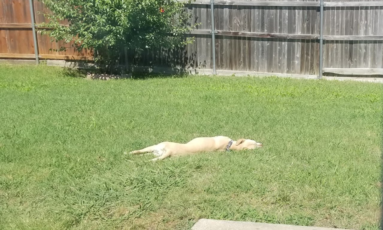 20190608_152451.jpg
