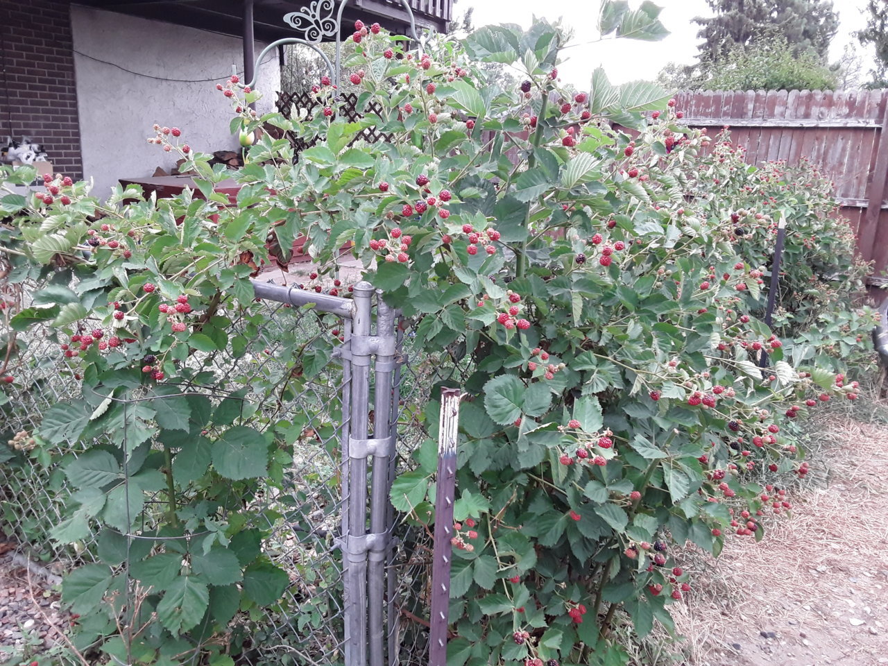 20190807_172926.jpg