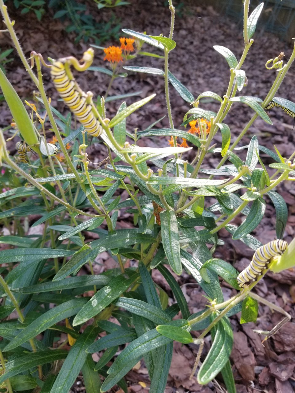 20190812_173117.jpg