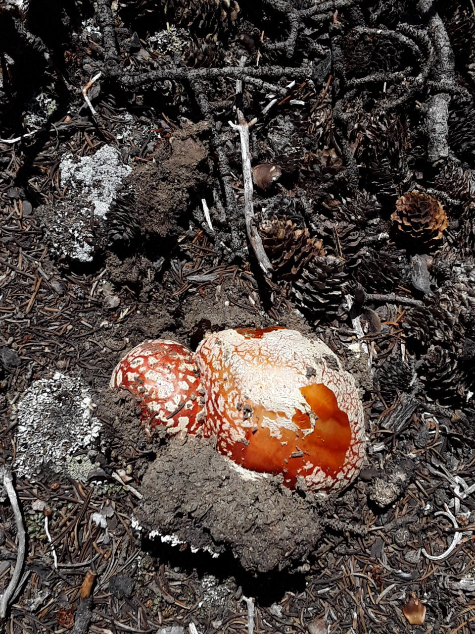 20190818_125116.jpg