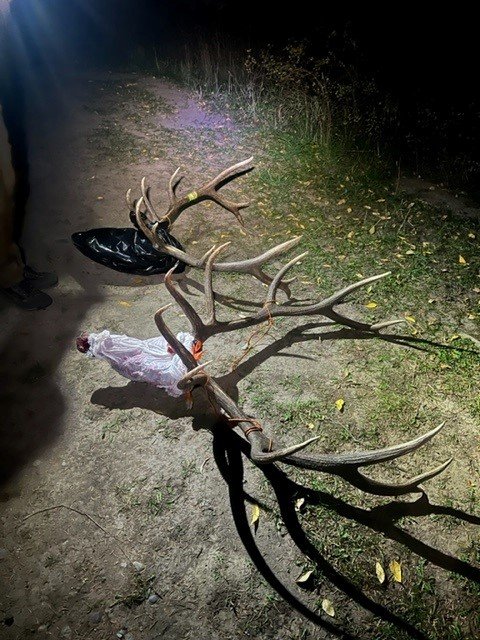 2022 elk 4.jpg