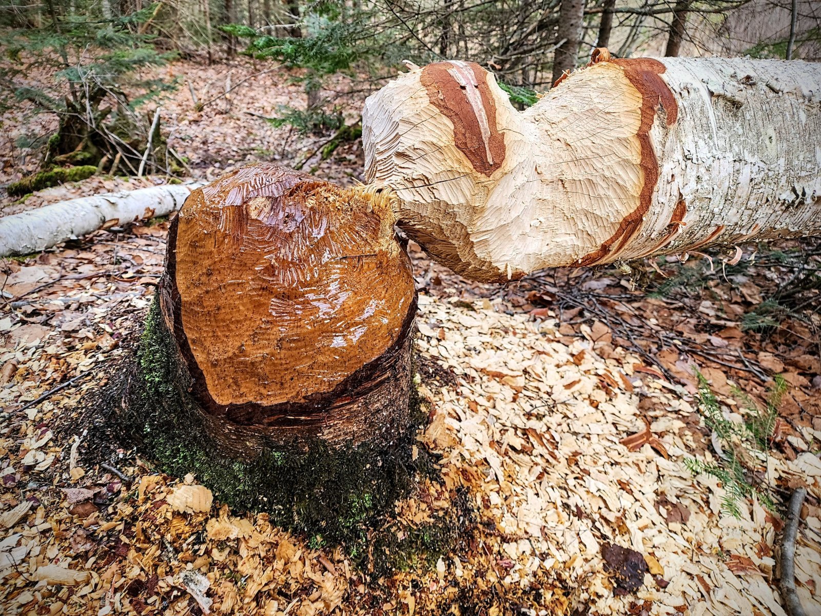 20240416_075134~2.jpg
