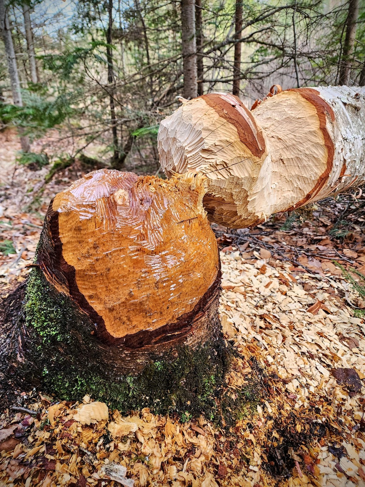 20240416_075142~2.jpg