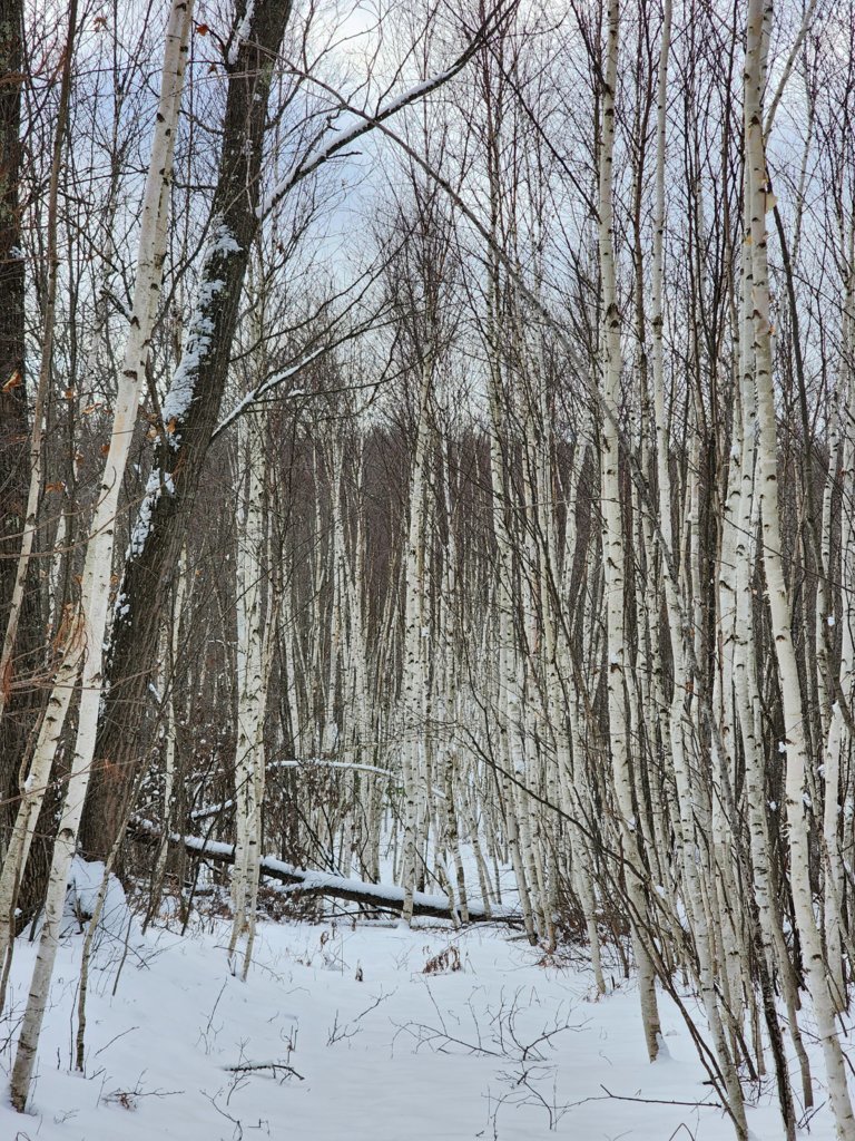 20241220_134850.jpg