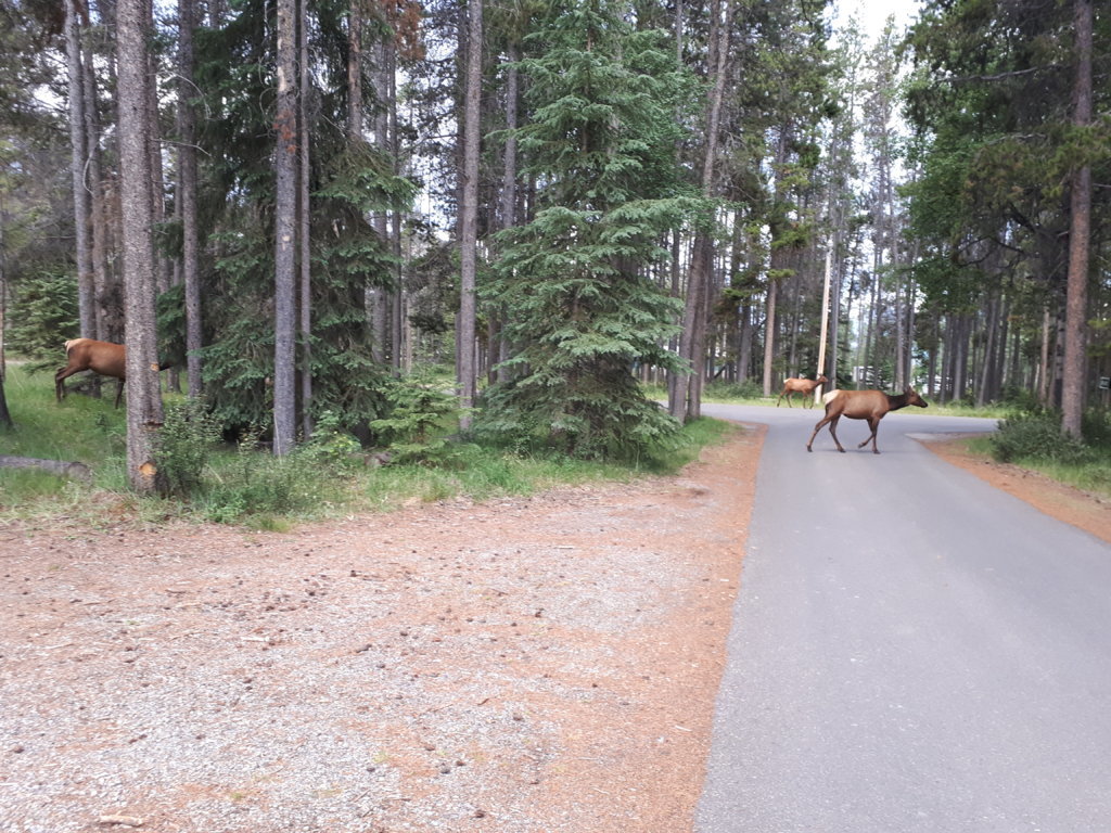 20250713_065124.jpg