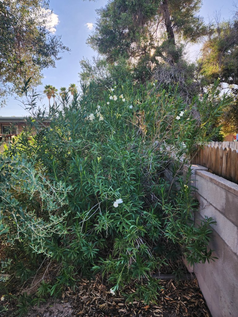 20250725_174053.jpg