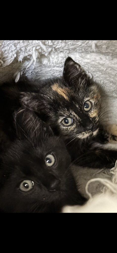 2025kittenstake2.png