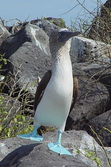 220px-Blue-footed_Booby_(Sula_nebouxii)_-one_leg_raised.jpg