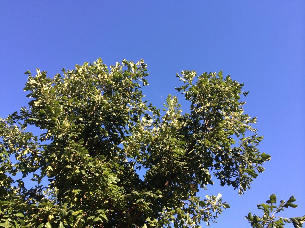 2372ca66c843948ac440806dcf0471ca_ad2a10f72939251dbb1979d5a3c6647026a29cc3.jpg