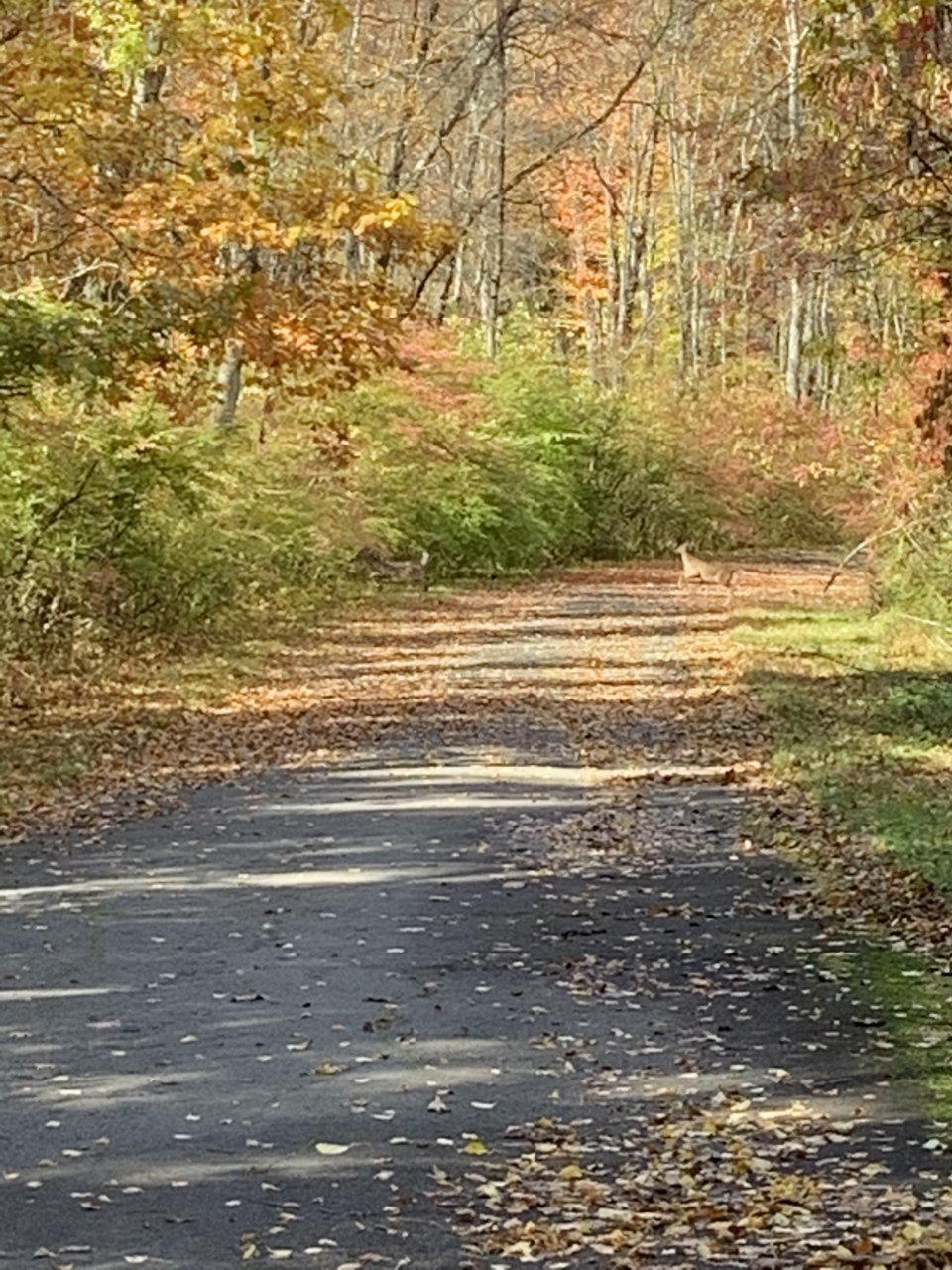 38C7F85D-2909-4844-B5E7-5786EABB9D1F.jpg