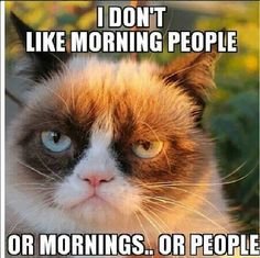44f4a19a1d1590da24272fef0fd75bd0--grumpy-cat-quotes-grumpy-cat-meme.jpg