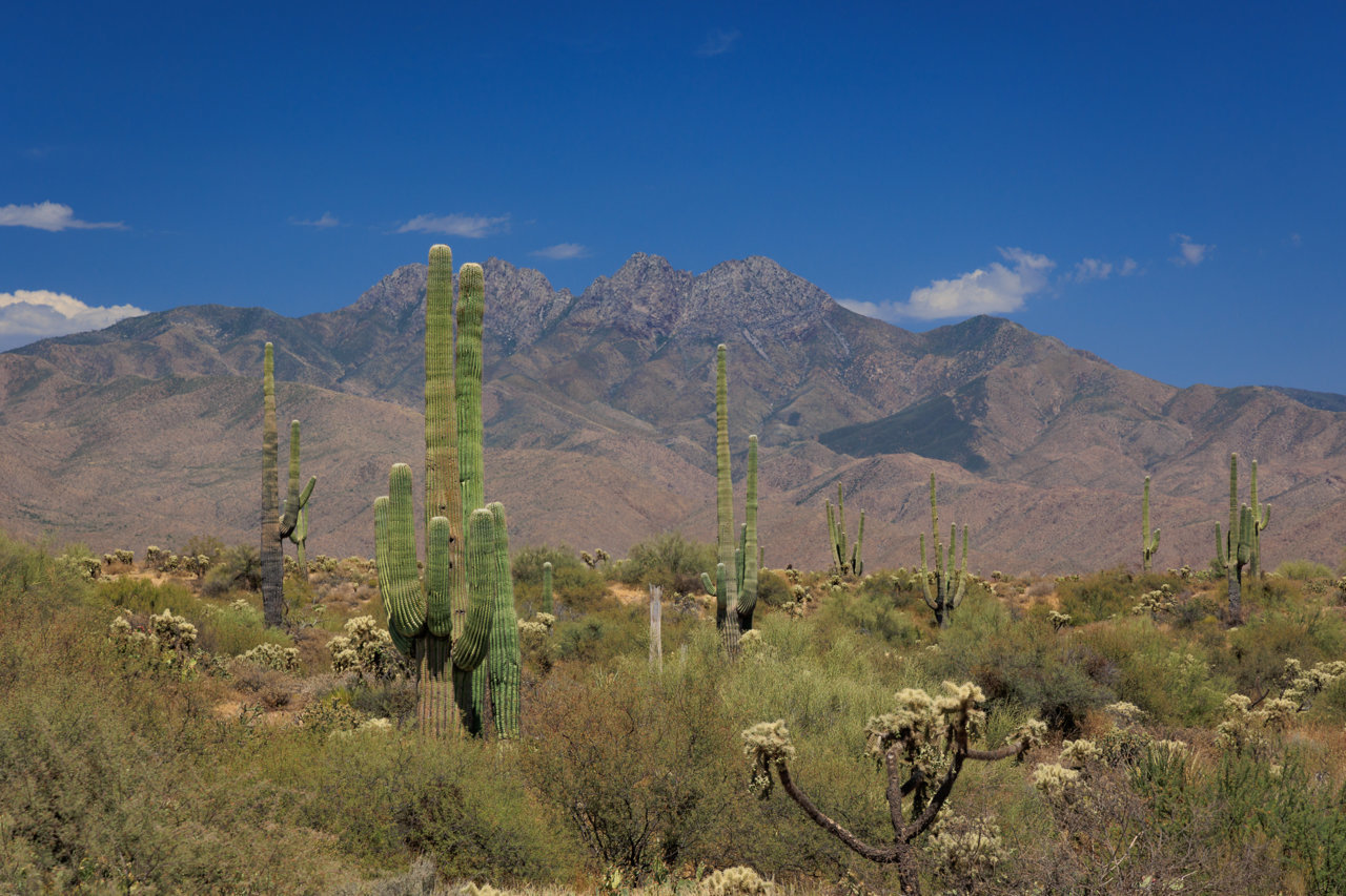 4peaksCactusForeground.jpg