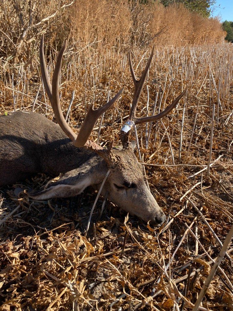 59273.jpg