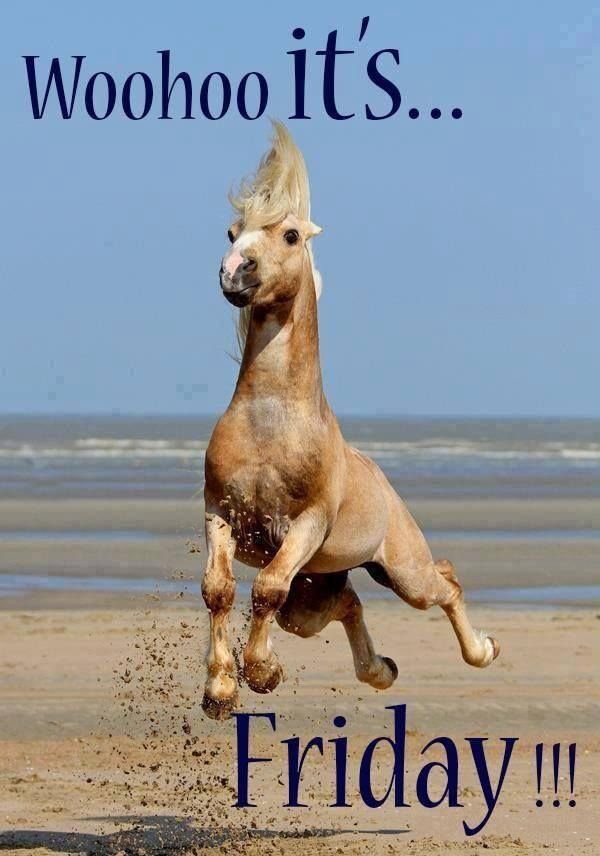 5951511bd5368fa64027471623c99b8c--funny-horse-pictures-funny-horses.jpg
