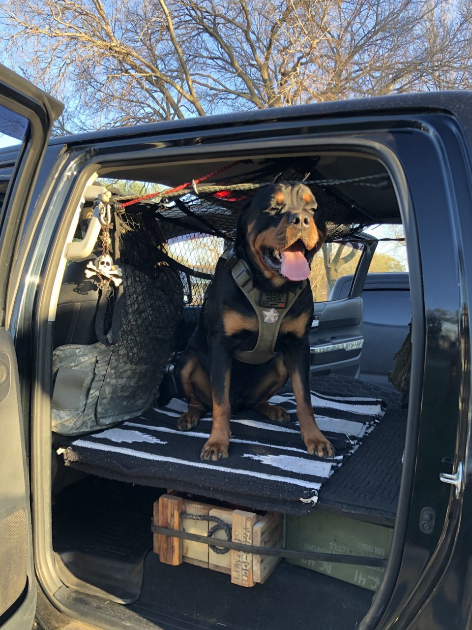 Can a big dog get in the cab without a ramp?