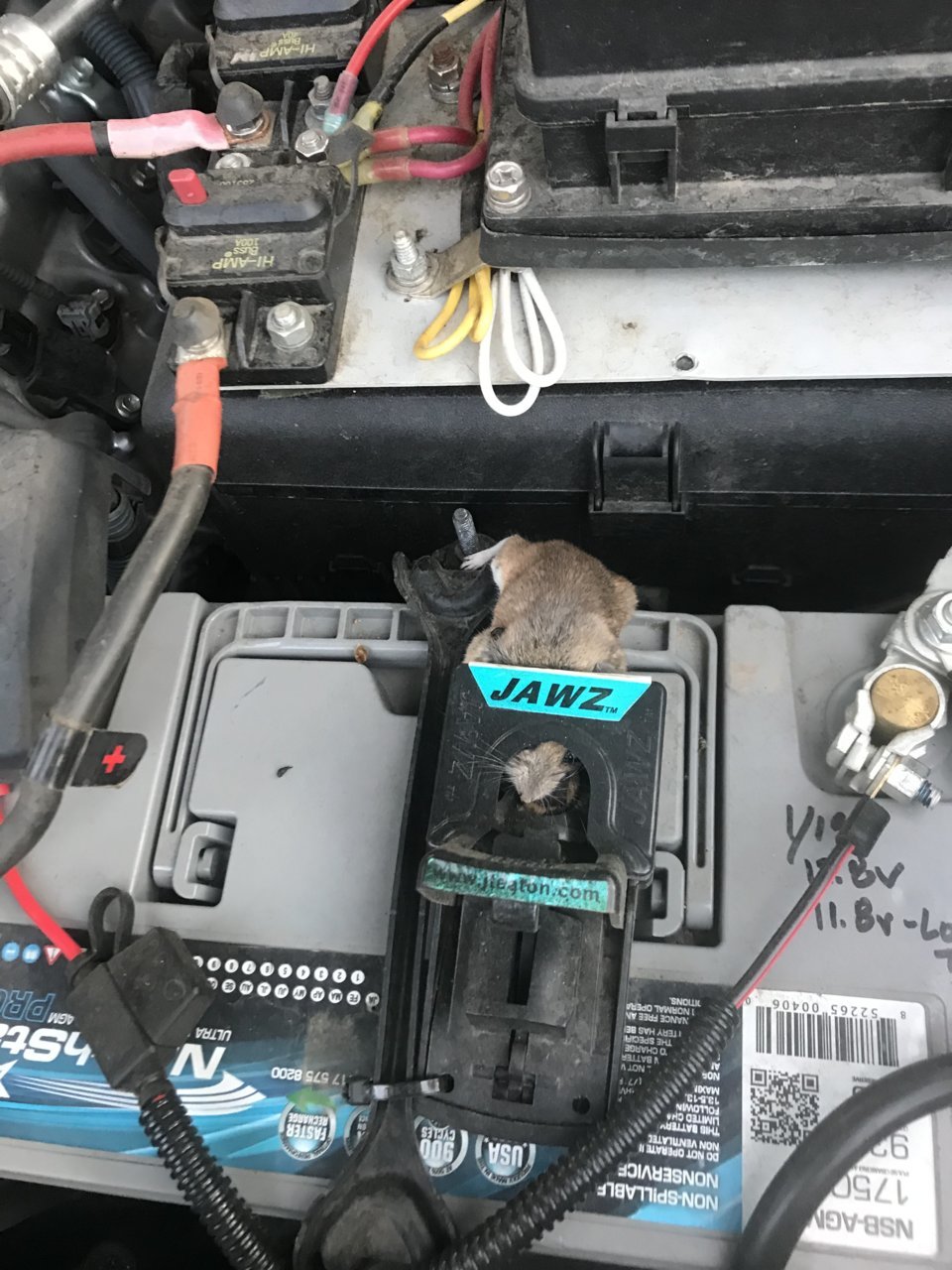Mice in fuse box reeking havoc. | Toyota Tundra Forum