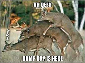 af79bd75a93a96cb12ee16ba3440b783--funny-deer-pictures-funny-pics.jpg