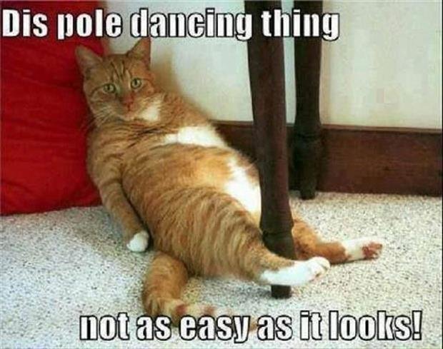 animal-pictures-with-captions-dumpaday-32.jpg