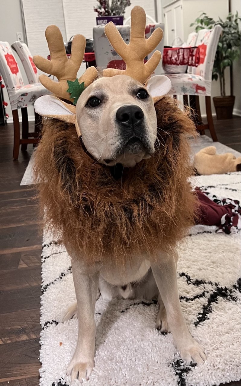 arthur_moose.jpg