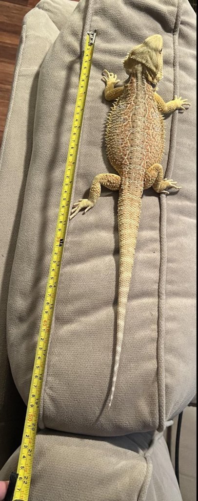 average-length-for-male-6-month-old-bearded-dragon-v0-f2wqkjbus58a1.jpg