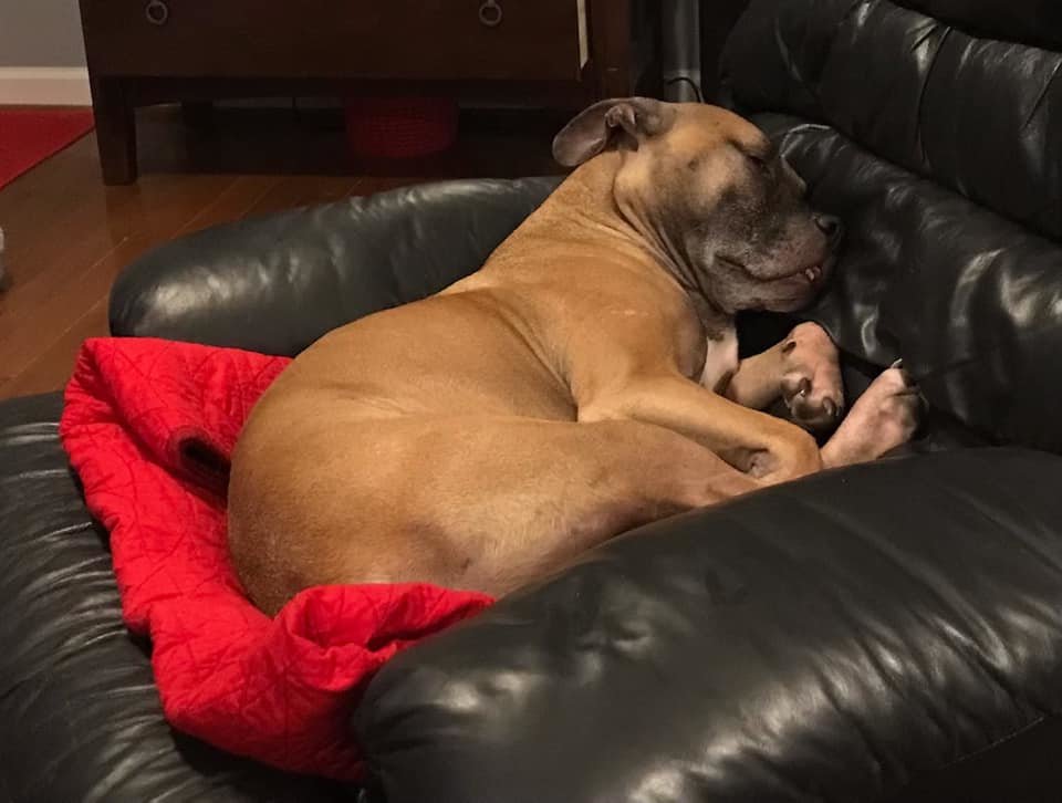 Barkley sleeping.jpg