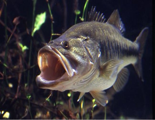 bass.jpg