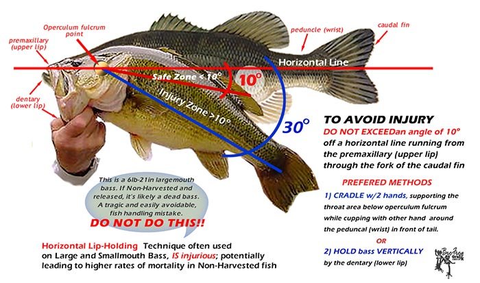 basshold.jpg