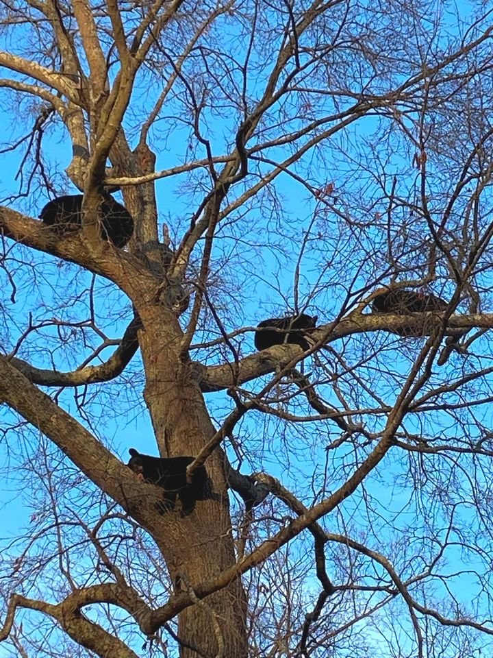 bear-family-hampton-roads-DWR-photo.jpg