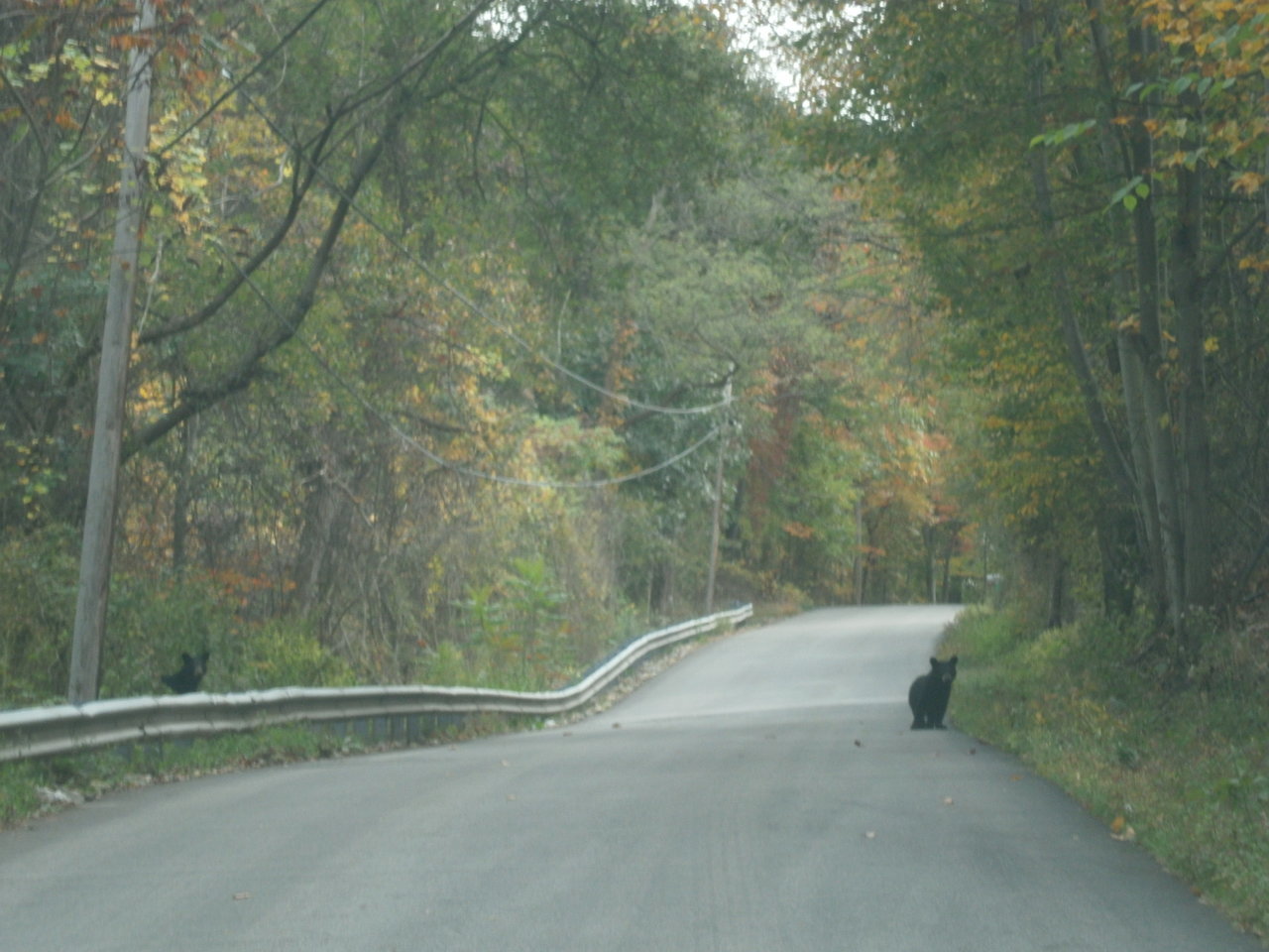 bear.jpg
