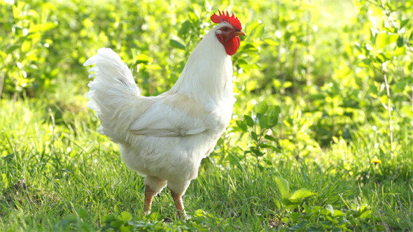 Beautiful White Rooster 590x332.jpg
