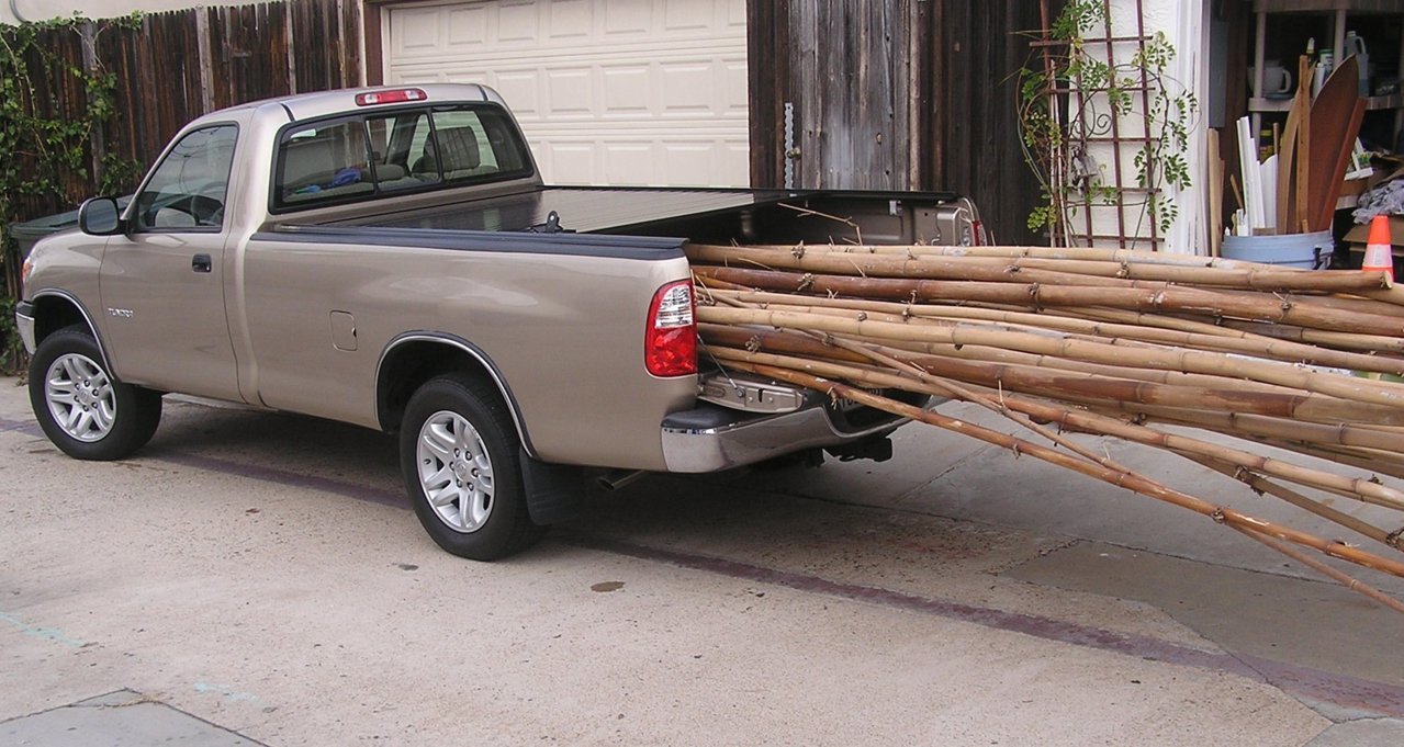 Big Bamboo.jpg