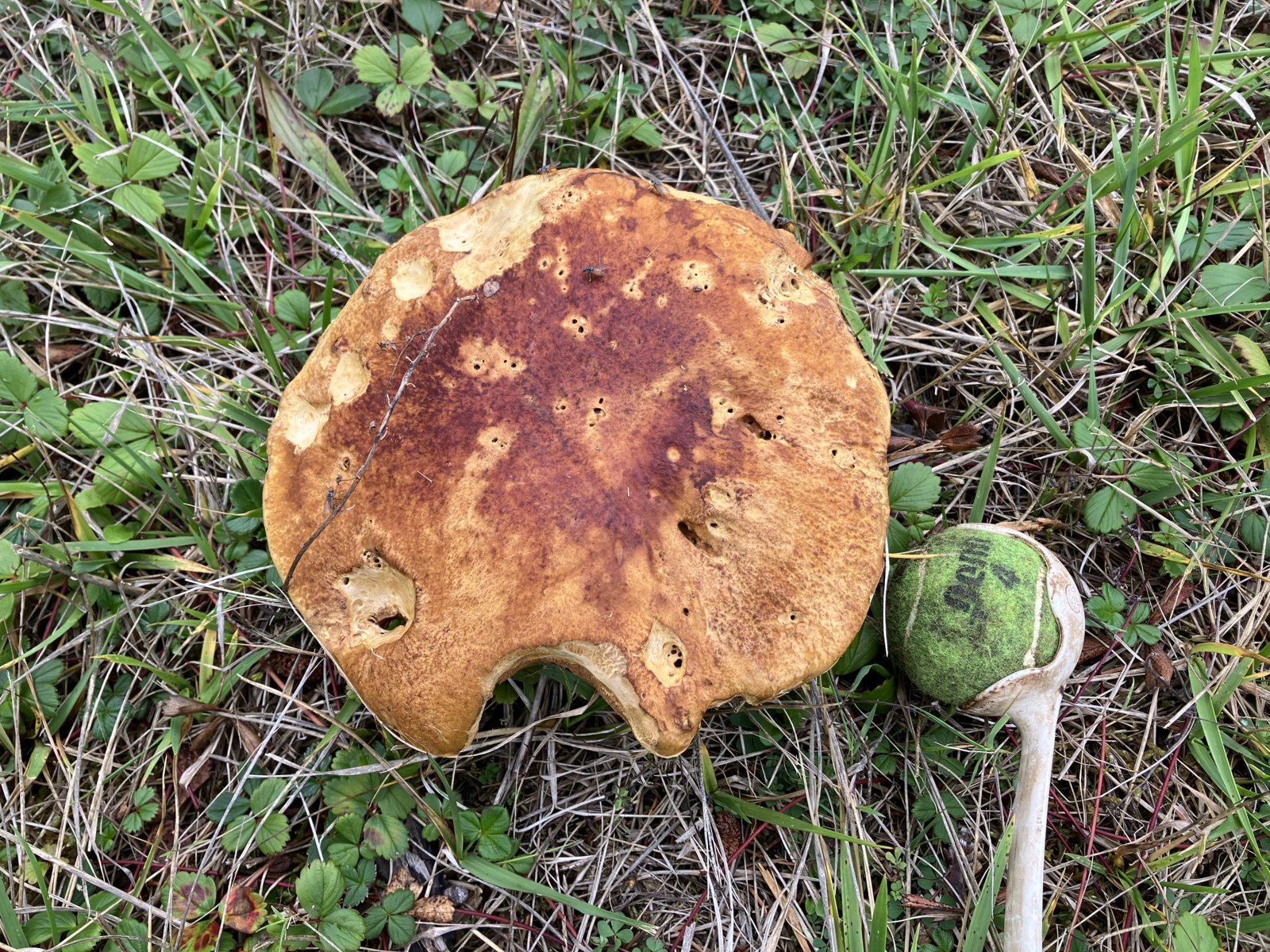 BigShroom.jpg