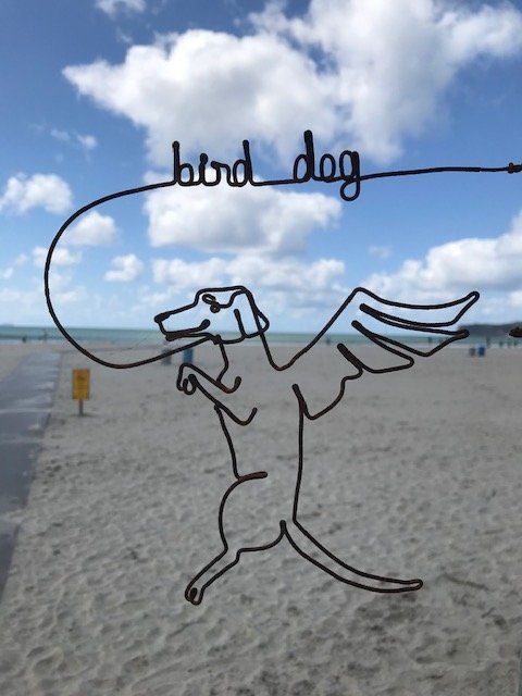 Bird Dog ~ Dog Beach.jpg