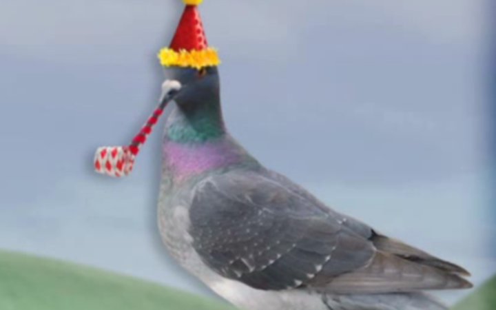 Birthday_Pigeon.jpg