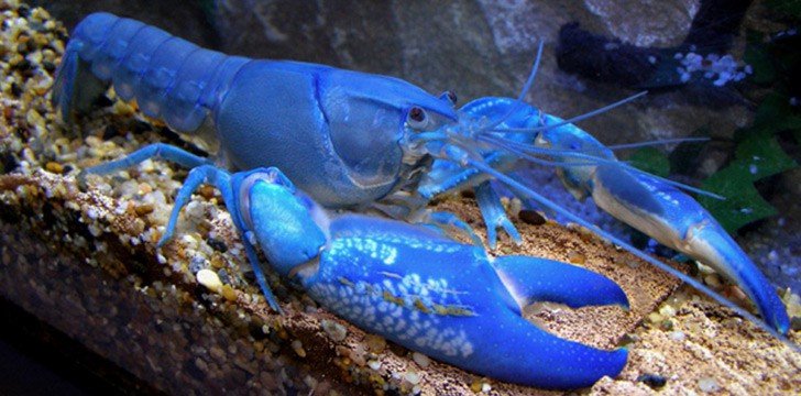 blue-lobster.jpg