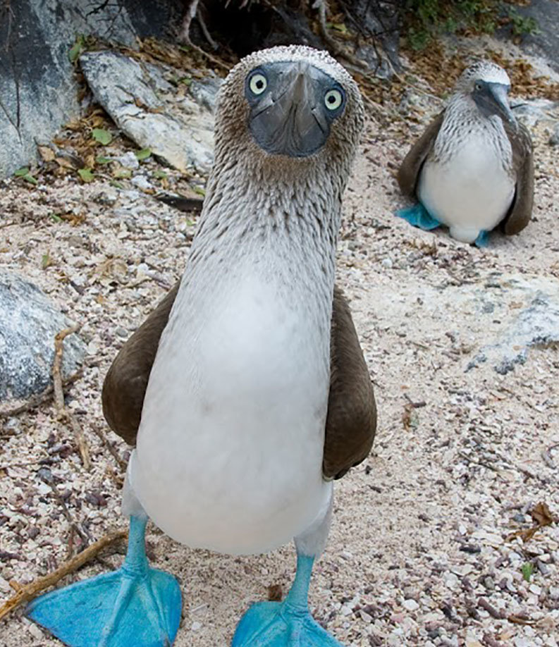 booby-bird.jpg