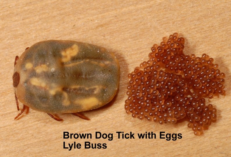 brown_dog_tick_1.jpg
