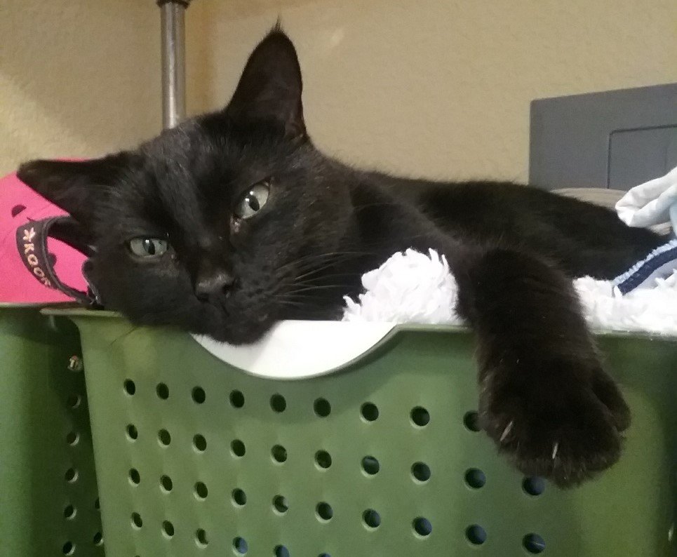 Buddy Laundry Room.jpg