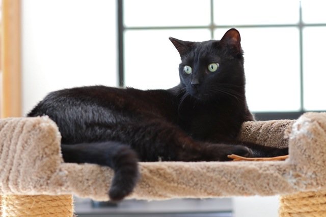 Buddy on his throne.jpg