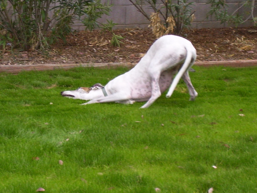 buddy roo 010.jpg